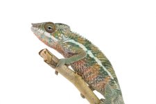 Ankaramy Male-2-2.jpg Ankaramy Male-2-2.jpg