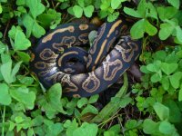 24-2016 Black Pastel male #1 80 gm $60.00.jpg
