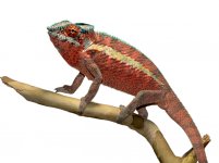 Ankaramy Male 1 - Canvas Chameleons (1) Small.jpg Ankaramy Male 1 - Canvas Chameleons (1) Small.jpg