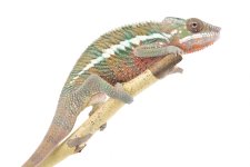 Ankaramy Male-3-2.jpg Ankaramy Male-3-2.jpg