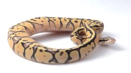 SUPER PASTEL SUPER VANILLA BALL PYTHON FEMALE - #2016F001.jpg