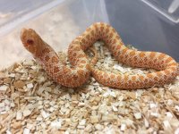 albino hognose.jpg