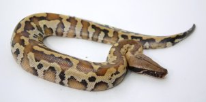 BANGKA 17-60 male.jpg