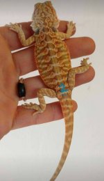 dragon#2.jpg