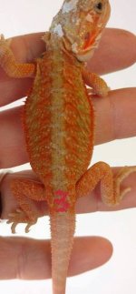 dragon#3.jpg