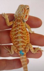 dragon#5.jpg