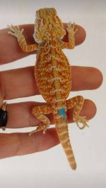 dragon#9.jpg
