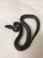 SPOTTED PYTHONS.jpg