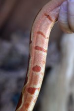 male hypo 3.jpg