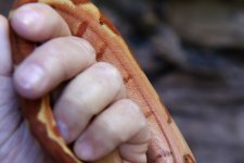 male hypo 2.jpg