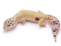 hypo w:y het tremper.jpg