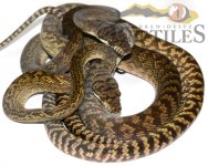wamena2small.jpg
