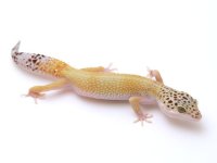 super hypo white and yellow.jpg