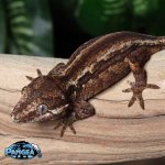 gargoyle-gecko-Ap76T.jpg