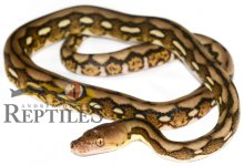 fsdtigerdhsmall.jpg