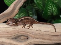 gargoyle-gecko-Ap76b.jpg