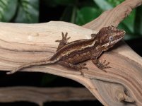 gargoyle-gecko-Ap76c.jpg