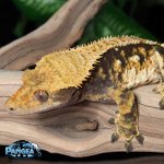 crested-gecko-Ap86T.jpg