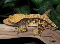 crested-gecko-Ap86b.jpg