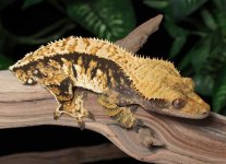 crested-gecko-Ap86c.jpg
