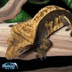 crested-gecko-Ap87T.jpg