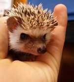 hedgehog face.jpg