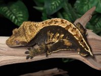 crested-gecko-Ap87b.jpg