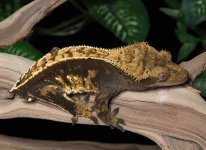 crested-gecko-Ap87c.jpg