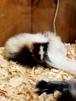 skunkss.jpg