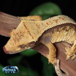 crested-gecko-Ap92t.jpg
