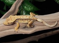 crested-gecko-Ap92b.jpg