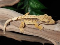 crested-gecko-Ap92c.jpg