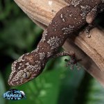 Strophurus-ciliaris-SC2T.jpg