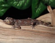 Strophurus-ciliaris-SC2b.jpg