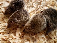 tenrec.jpg
