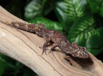 Strophurus-ciliaris-SC2c.jpg