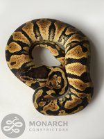 2017HatchlingFinals-2125 copy.jpg