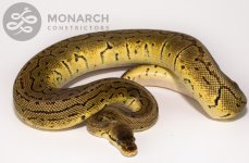 BP14F_LemonBlast_C4 (A) copy.jpg
