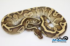 15LesserLeopardF1-620g.jpg