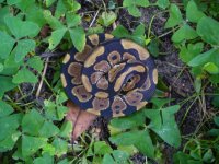 78-2016 Normal male #3 70 gm $25.00.jpg