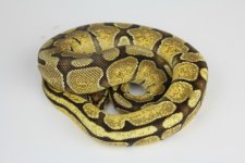enchi vanilla F.jpg