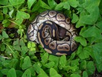 41-2016 Cinnamon female #1 100 gm $90.00.jpg