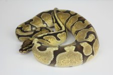 enchi vanilla M.jpg