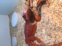 bloodred1.2.JPG