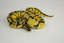 enchi vanilla pastel M.jpg