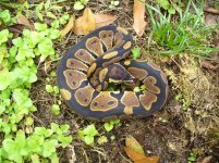 25-2015 het Albino male #1 120 gm $35.00.jpg