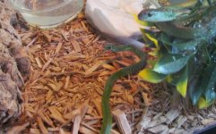 BushSnakes.jpg