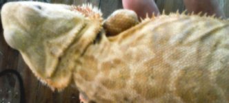 Female LB Yellow tiger hypo het trans.jpg