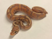 ENCHI CINNAMON BANANA.jpg