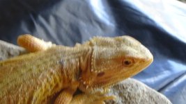male citrus het trans .jpg